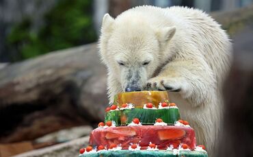 Eisbär Mika feiert Geburtstag