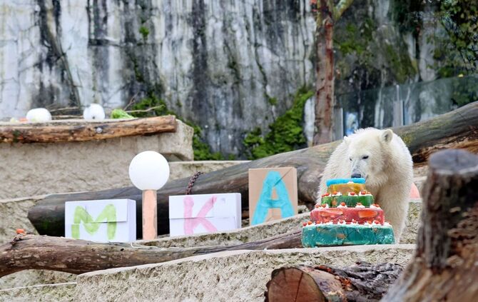 Eisbär Mika feiert Geburtstag
