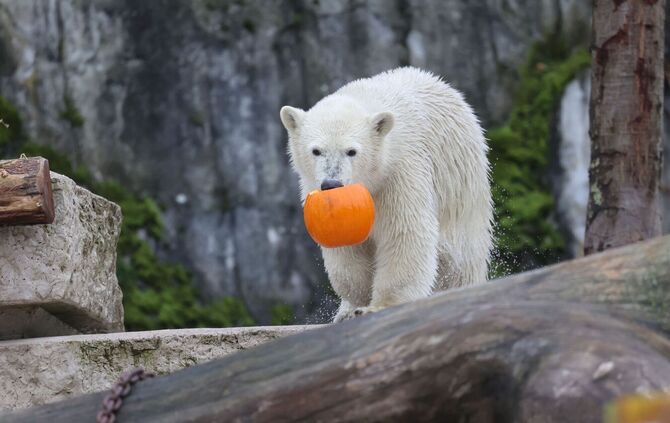 Eisbär Mika feiert Geburtstag