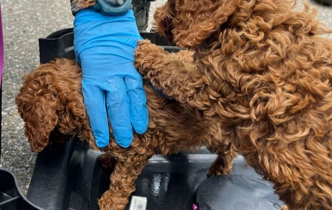 Polizei stoppt Welpenhandel