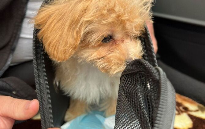 Polizei stoppt Welpenhandel