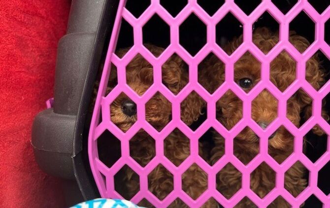 Polizei stoppt Welpenhandel