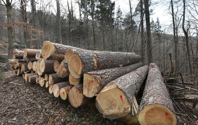 Holz Holzstamm Holstämme Holzpreis symbol symbolbild symbolfoto