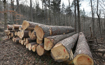 Holz Holzstamm Holstämme Holzpreis symbol symbolbild symbolfoto