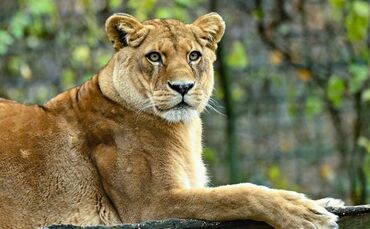 Löwen in Zoo in Neuseeland sollen eingeschläfert werden