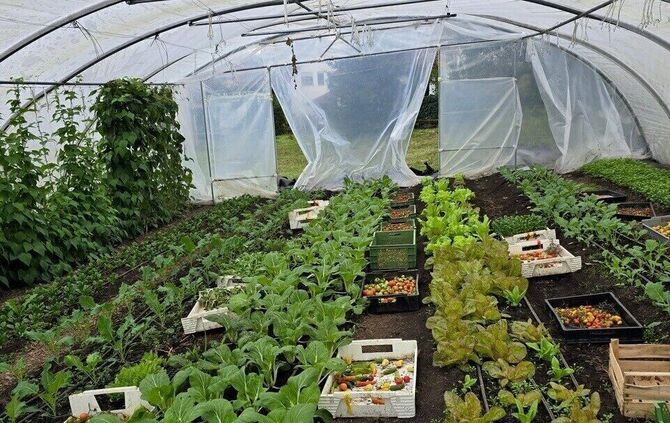 Miedelsbacher Gartengemüse/3 - 1