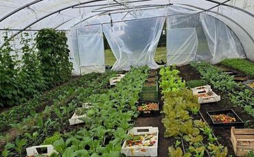 Miedelsbacher Gartengemüse/3 - 1