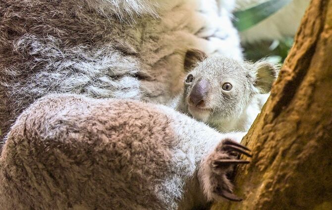Nachwuchs bei den Koalas im Leipziger Zoo