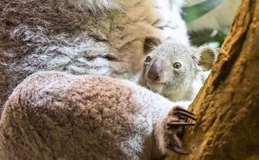 Nachwuchs bei den Koalas im Leipziger Zoo