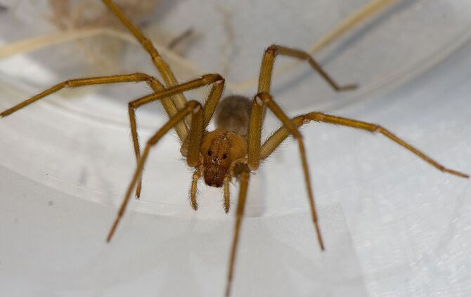 Chilenische Einsiedlerspinne in Tübingen