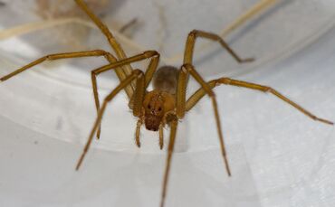 Chilenische Einsiedlerspinne in Tübingen