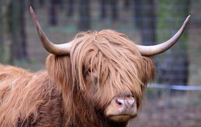 Ein Schottisches Hochlandrind