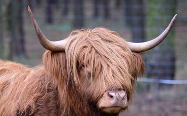 Ein Schottisches Hochlandrind