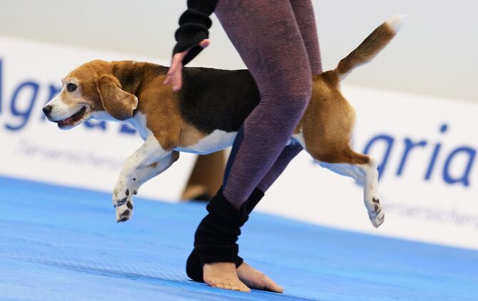 Meisterschaft im Dog Dancing auf Messe «Hund & Pferd»