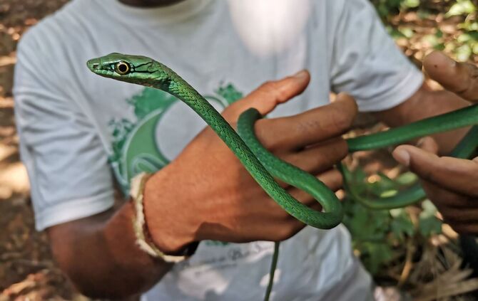 Forscher warnen: Inselreptilien sterben unbemerkt aus