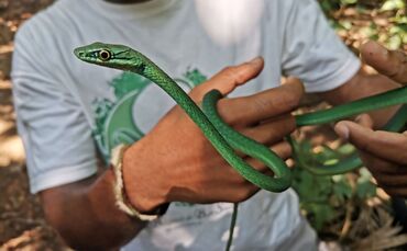 Forscher warnen: Inselreptilien sterben unbemerkt aus