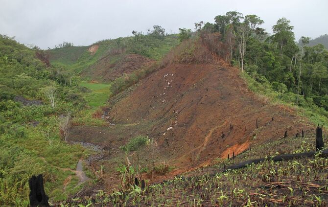 Forscher warnen: Inselreptilien sterben unbemerkt aus