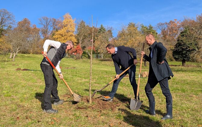 Ausgleichsmaßnahme Baumpflanzung Rothenbühl