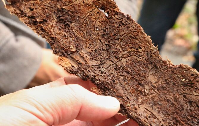 Borkenkäfer Wald Schädling Symbol Symbolbild symbolfoto