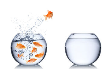 Das Sprungbrett für Ihre Karriere