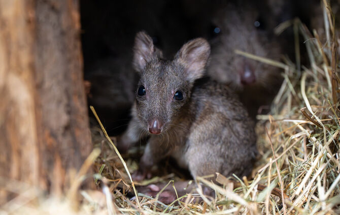 Ende Oktober hat das Jungtier den Beutel seiner Mutter verlassen.