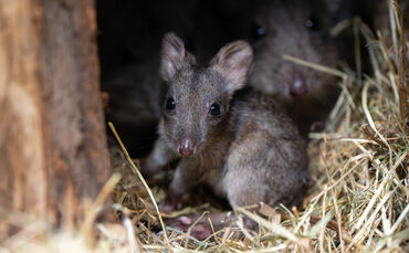 Ende Oktober hat das Jungtier den Beutel seiner Mutter verlassen.