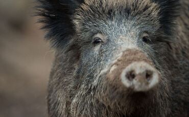 Wildschwein