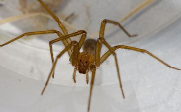 Chilenische Einsiedlerspinne in Tübingen