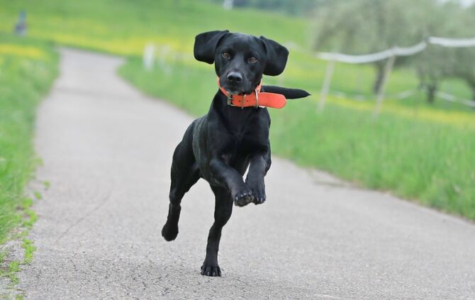 Hund freude springt Gassi symbol symbolbild symbolfoto