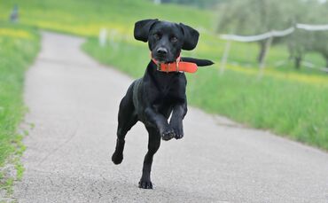 Hund freude springt Gassi symbol symbolbild symbolfoto