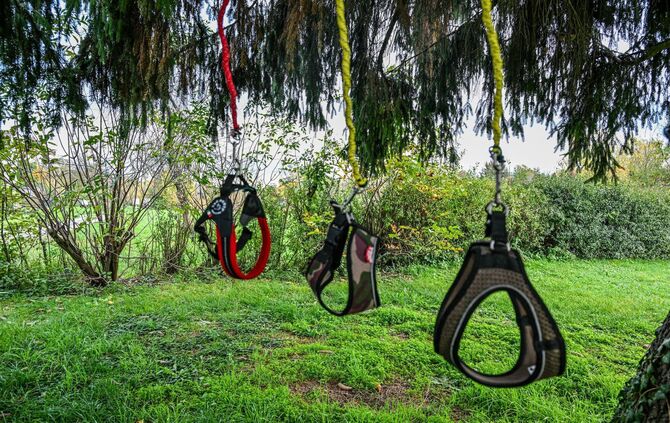 Hobby-Dogging - ein  neuer Trend