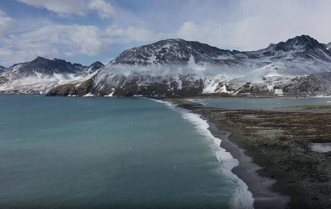 Seeelefanten sterben in Süd-Georgien durch die Vogelgrippe