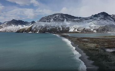 Seeelefanten sterben in Süd-Georgien durch die Vogelgrippe