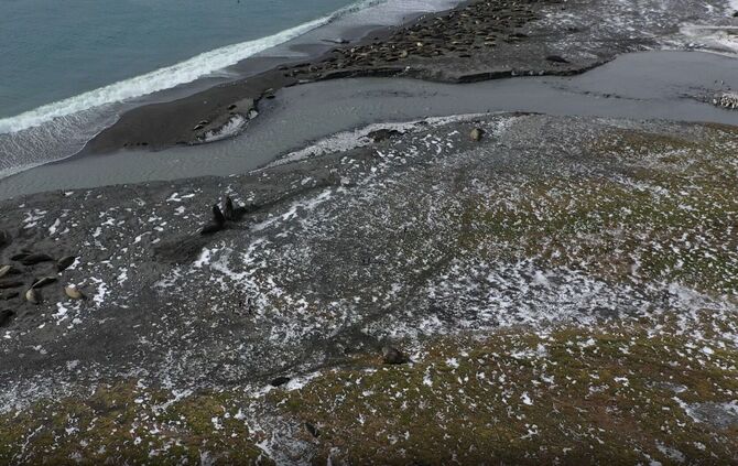 Seeelefanten sterben in Süd-Georgien durch die Vogelgrippe