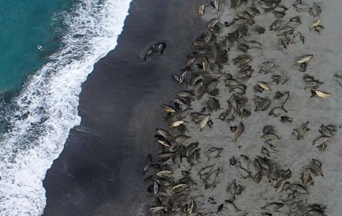 Seeelefanten sterben in Süd-Georgien durch die Vogelgrippe