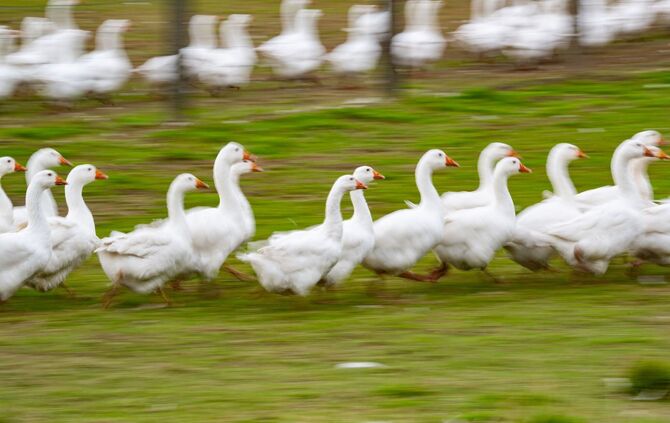 Gänse laufen über eine Wiese