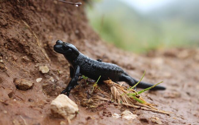Alpensalamander