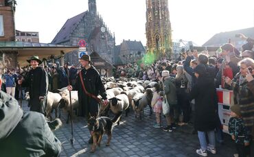 Schafe ziehen über den Hauptmarkt zu ihren Winterweiden