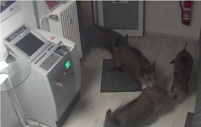 wildschweine_bank