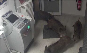 wildschweine_bank