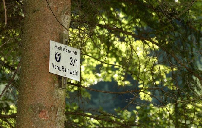 Rainwald Stadtwald von Weinstadt