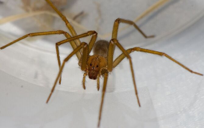 Chilenische Einsiedlerspinne in Tübingen