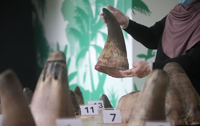 Singapur stoppt bisher größten Schmuggel mit Nashorn-Horn