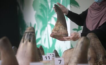 Singapur stoppt bisher größten Schmuggel mit Nashorn-Horn