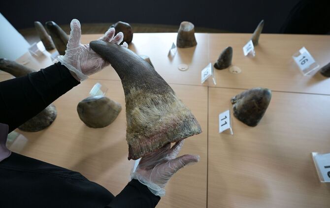 Singapur stoppt bisher größten Schmuggel mit Nashorn-Horn