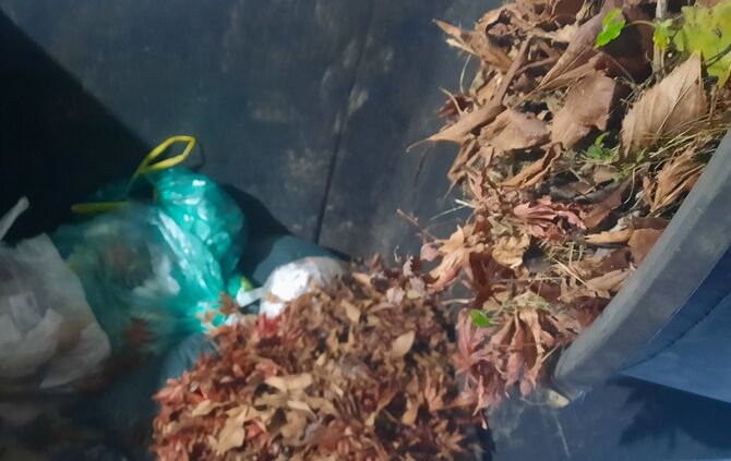 Biomüll im Restmüll