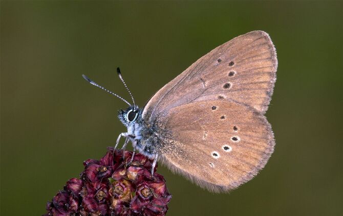 Dunkler Wiesenknopf-Ameisenbläuling
