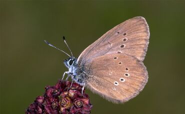 Dunkler Wiesenknopf-Ameisenbläuling