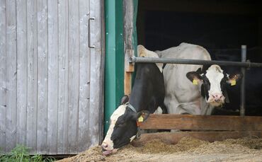 Verstöße gegen das Tierschutzgesetz im Allgäu