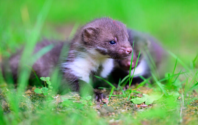 Viel Arbeit bei der Wildtierhilfe Lüneburger Heide